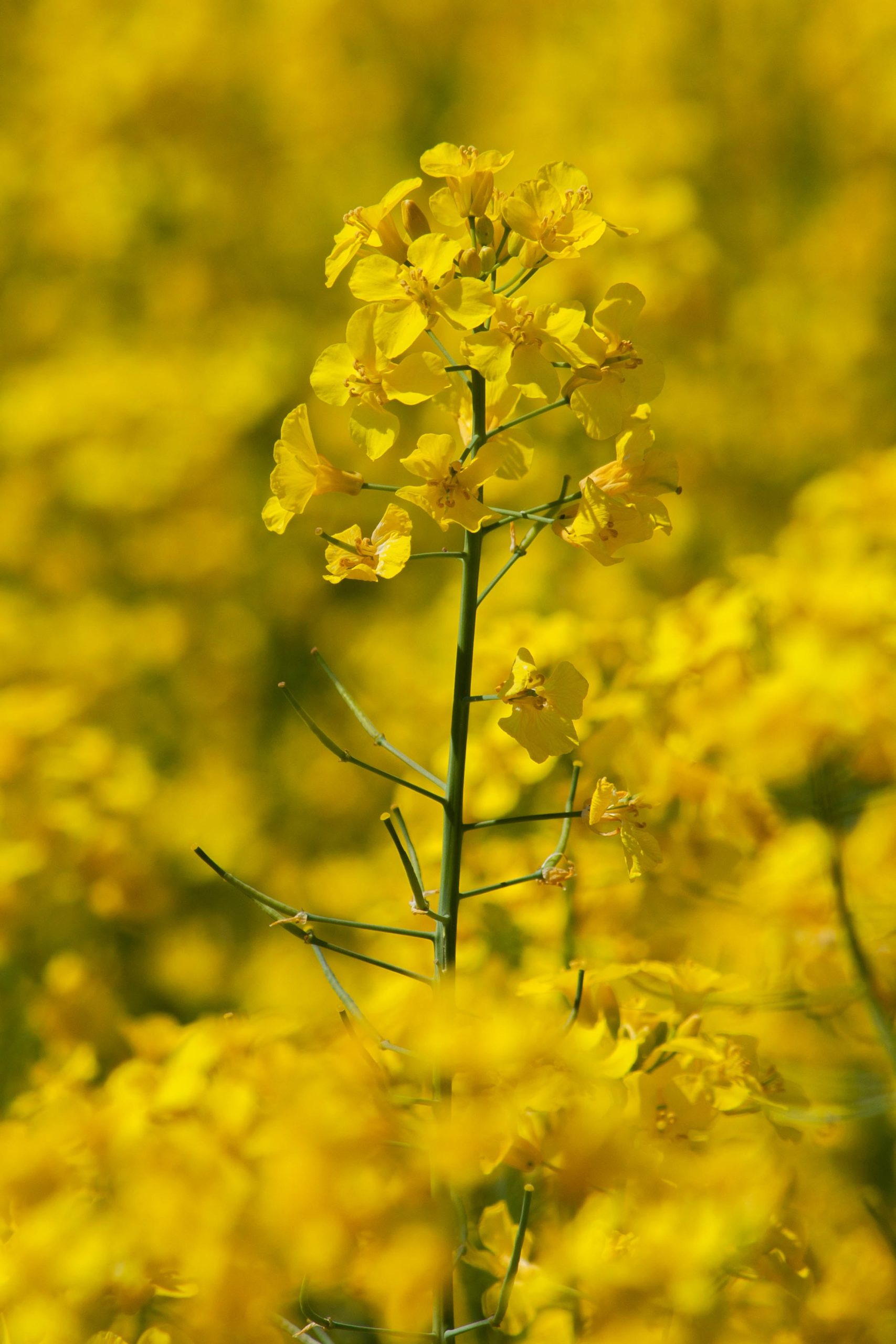 Arnica Oil
