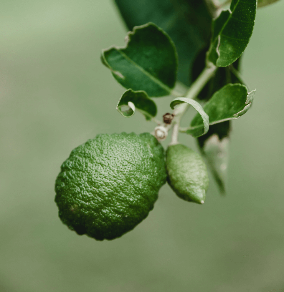 Bergamot Oil
