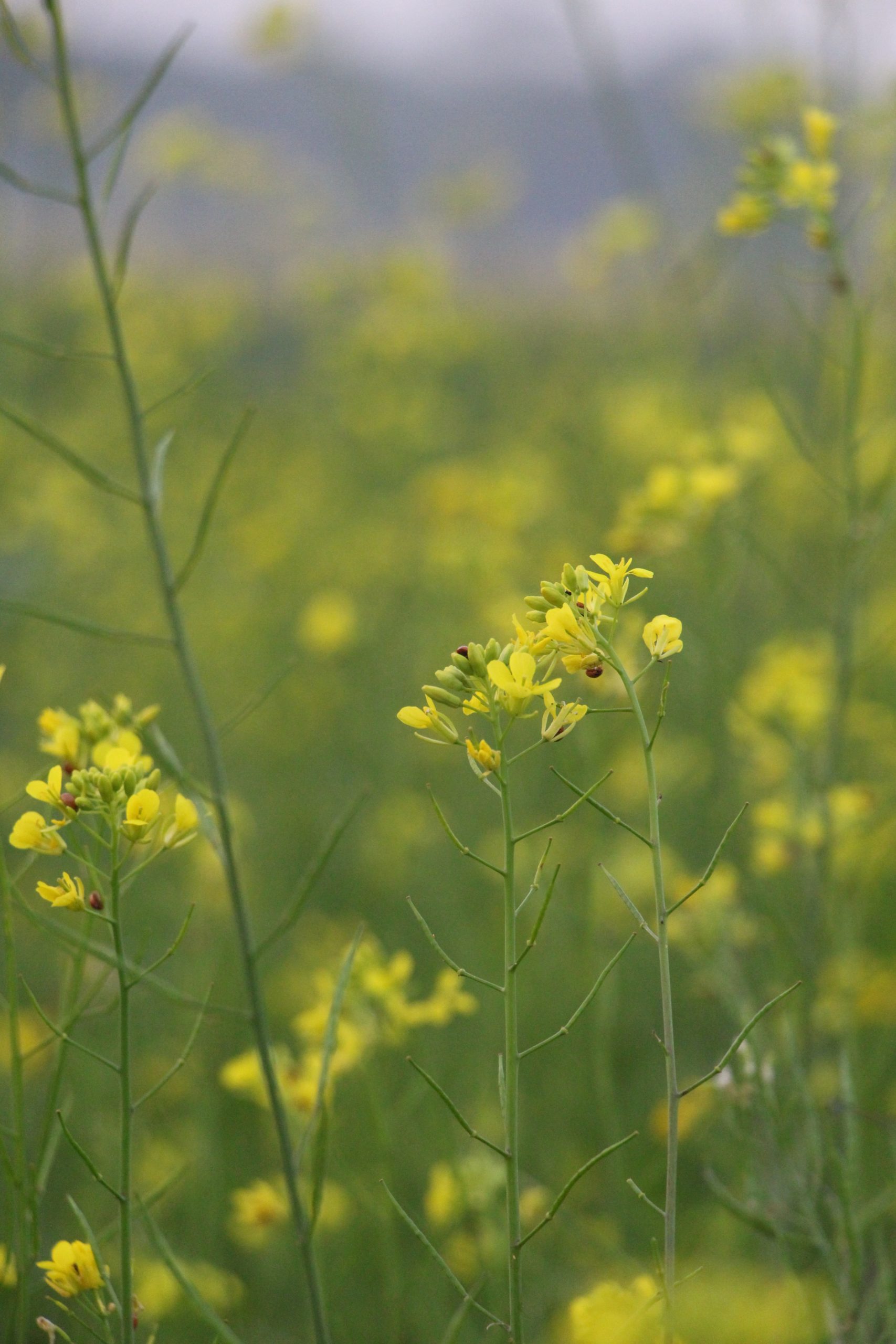 Camelina Oil