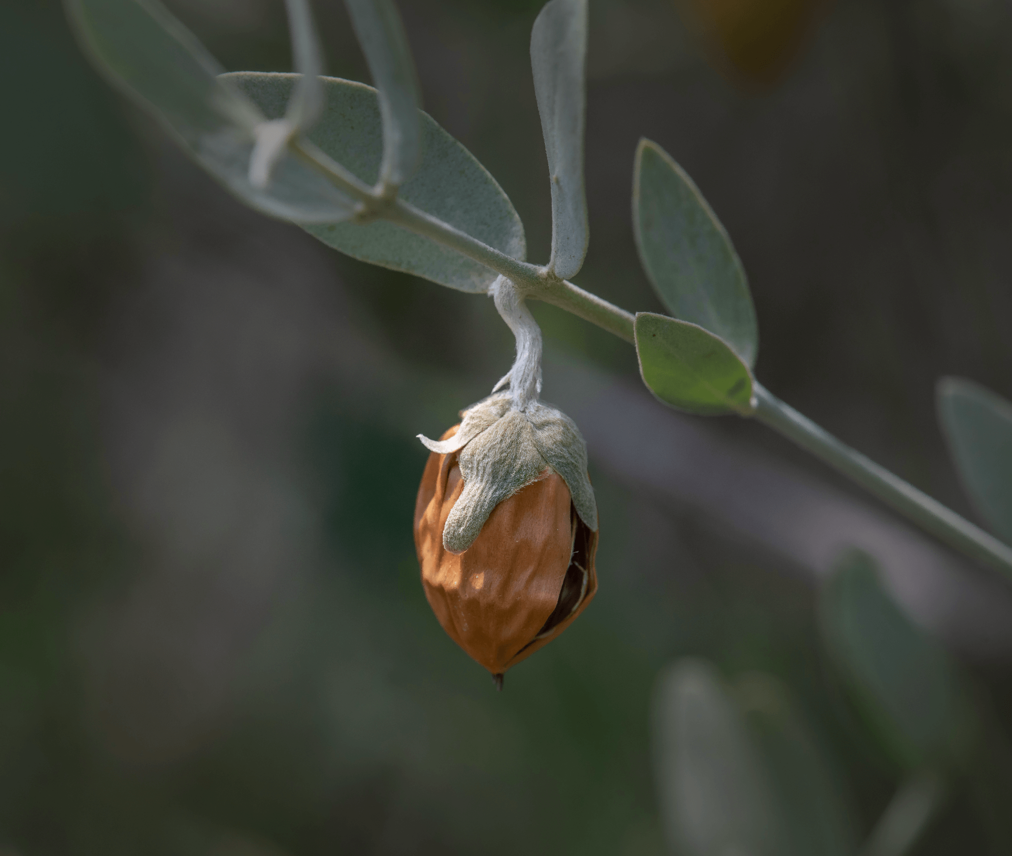 Jojoba plant