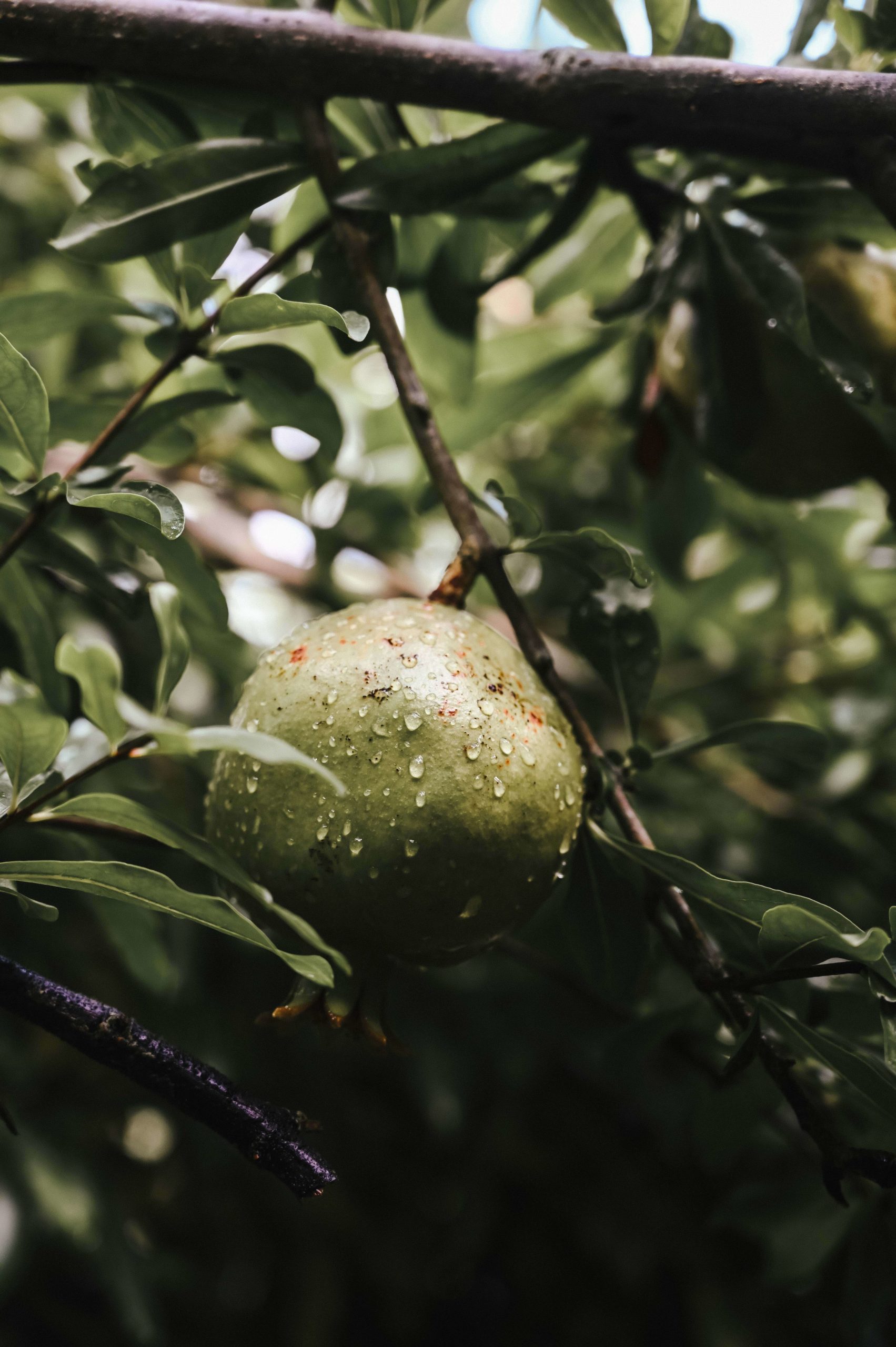 Marula