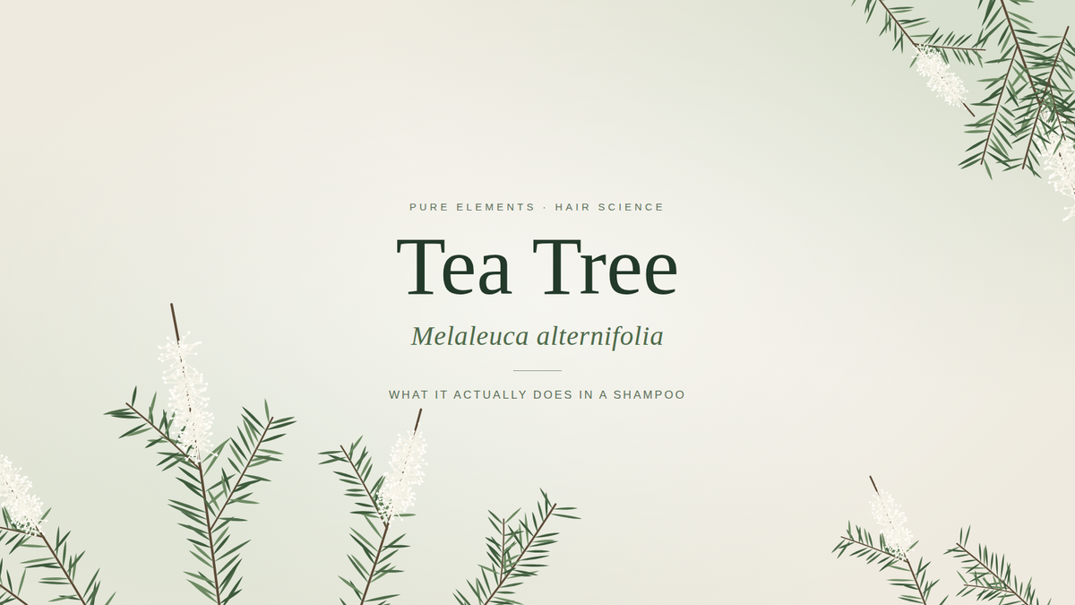 What Does Tea Tree Shampoo Actually Do? A Straight Answer From a Salon Owner